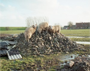 Mathias-Königschulte-sheep-taking-shelter