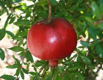 pomegranate-1